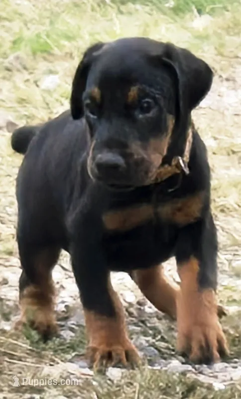 Jax  – Doberman Pinscher puppy for sale in Beggs, OK