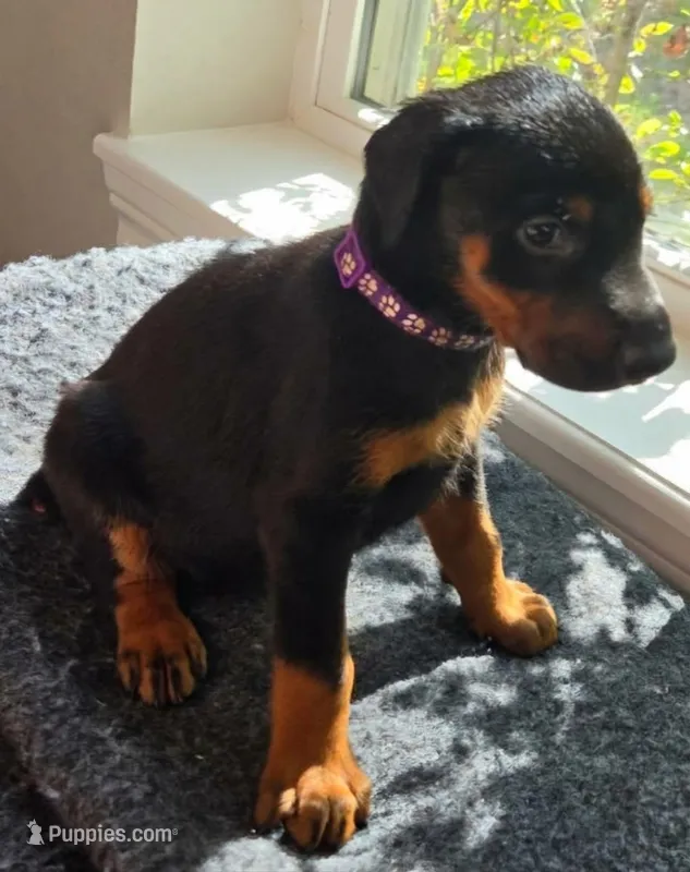 Raven – Doberman Pinscher puppy for sale in Beggs, OK