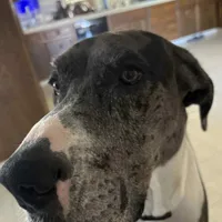 Athena, a female Great Dane for sale in Madera, CA – Photo 1 of 5