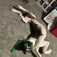 Athena, a female Great Dane for sale in Madera, CA – Photo 3 of 5