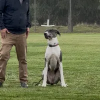Athena, a female Great Dane for sale in Madera, CA – Photo 4 of 5