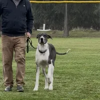 Athena, a female Great Dane for sale in Madera, CA – Photo 5 of 5