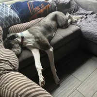 Athena, a female Great Dane for sale in Madera, CA – Photo 2 of 5