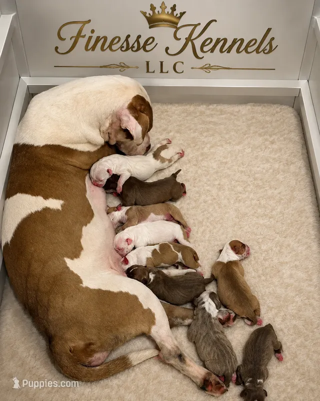Dior  – American Bully puppy for sale in Milwaukee, WI