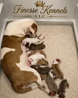Dior , a female American Bully for sale in Milwaukee, WI – 1 of 1