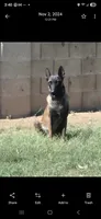 Echo, a male Belgian Malinois for sale in Gilbert, AZ – 2 of 4