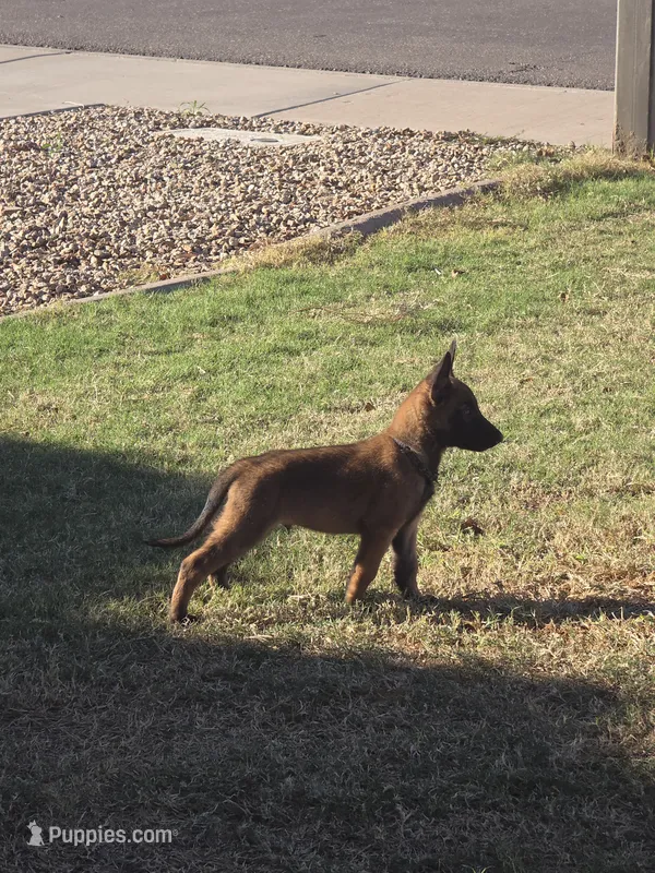 Delta – Belgian Malinois puppy for sale in Gilbert, AZ