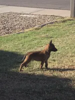 Delta, a male Belgian Malinois for sale in Gilbert, AZ – 1 of 2