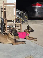 Echo, a male Belgian Malinois for sale in Gilbert, AZ – 3 of 4