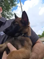 Delta, a male Belgian Malinois for sale in Gilbert, AZ – 2 of 2