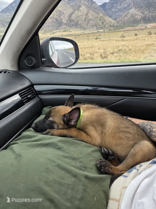 Echo, a male Belgian Malinois for sale in Gilbert, AZ – 1 of 4