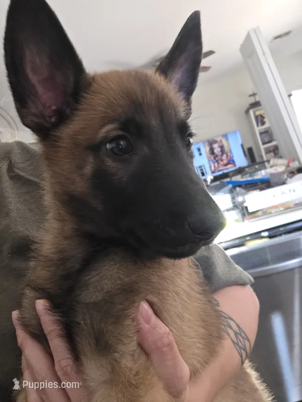 Blue  – Belgian Malinois puppy for sale in Gilbert, AZ