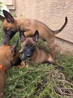 Blue , a male Belgian Malinois for sale in Gilbert, AZ – 2 of 2