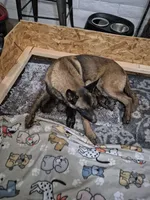 Echo, a male Belgian Malinois for sale in Gilbert, AZ – 4 of 4