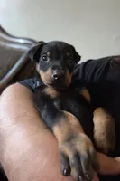 Zero, a male Doberman Pinscher for sale in Chino, CA – 4 of 7