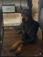 Zero, a male Doberman Pinscher for sale in Chino, CA – 6 of 7