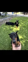 Zero, a male Doberman Pinscher for sale in Chino, CA – 7 of 7