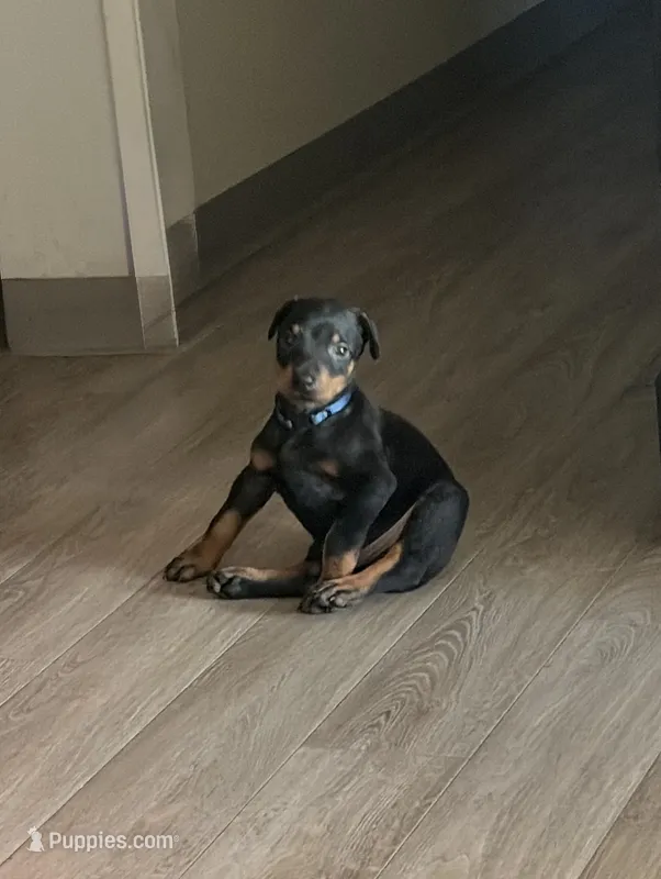 Zero – Doberman Pinscher puppy for sale in Chino, CA