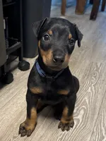 Zero, a male Doberman Pinscher for sale in Chino, CA – 2 of 7