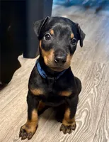 Zero, a male Doberman Pinscher for sale in Chino, CA – 3 of 7