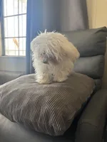 Strawberry , a female Maltipoo and Maltese for sale in Rialto, CA – 4 of 5