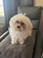 Strawberry , a female Maltipoo and Maltese for sale in Rialto, CA – 1 of 5