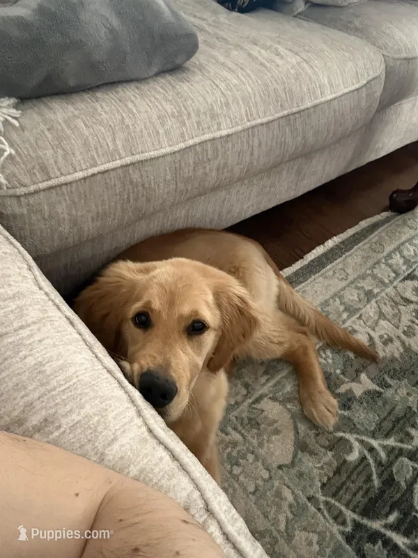 Oakley  – Golden Retriever puppy for sale in Commerce Township, MI