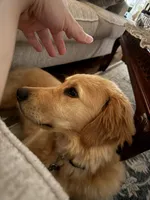 Oakley , a male Golden Retriever for sale in Commerce Township, MI – Photo 3 of 6