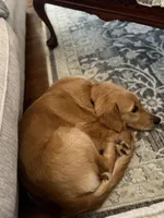 Oakley , a male Golden Retriever for sale in Commerce Township, MI – Photo 4 of 6