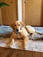 Oakley , a male Golden Retriever for sale in Commerce Township, MI – Photo 5 of 6