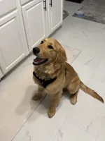 Oakley , a male Golden Retriever for sale in Commerce Township, MI – Photo 2 of 6