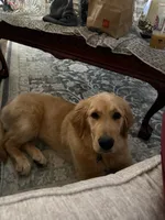 Oakley , a male Golden Retriever for sale in Commerce Township, MI – Photo 6 of 6