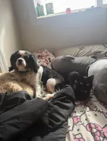 Ellie, a female Cavalier King Charles Spaniel for sale in Tillamook, OR – Photo 2 of 5