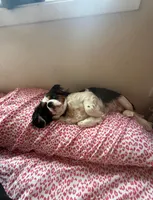 Ellie, a female Cavalier King Charles Spaniel for sale in Tillamook, OR – Photo 3 of 5