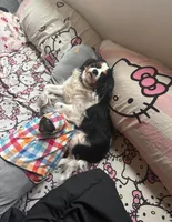 Ellie, a female Cavalier King Charles Spaniel for sale in Tillamook, OR – Photo 5 of 5