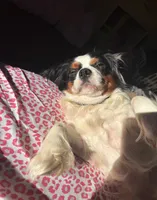 Ellie, a female Cavalier King Charles Spaniel for sale in Tillamook, OR – Photo 4 of 5