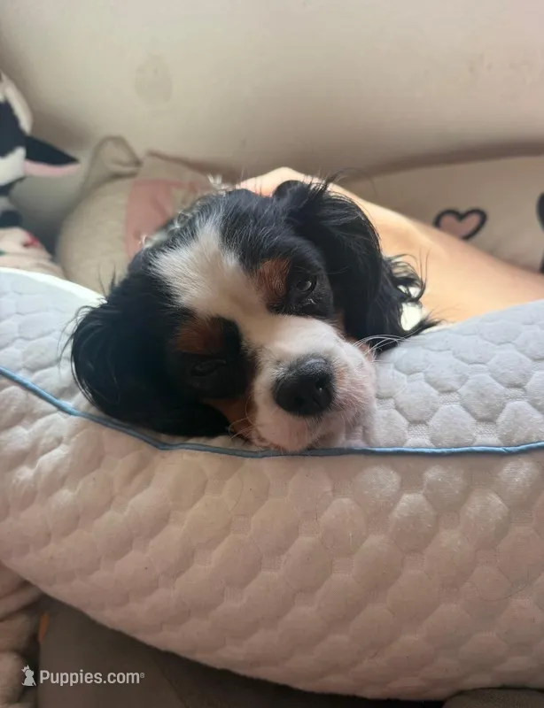 Ellie – Cavalier King Charles Spaniel puppy for sale in Tillamook, OR