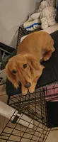 Bailey , a male Miniature Dachshund for sale in Cicero, IL – Photo 4 of 4