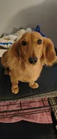 Bailey , a male Miniature Dachshund for sale in Cicero, IL – Photo 2 of 4