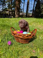 Orange Collar, a female Labrador Retriever for sale in Sammamish, WA – Photo 2 of 4