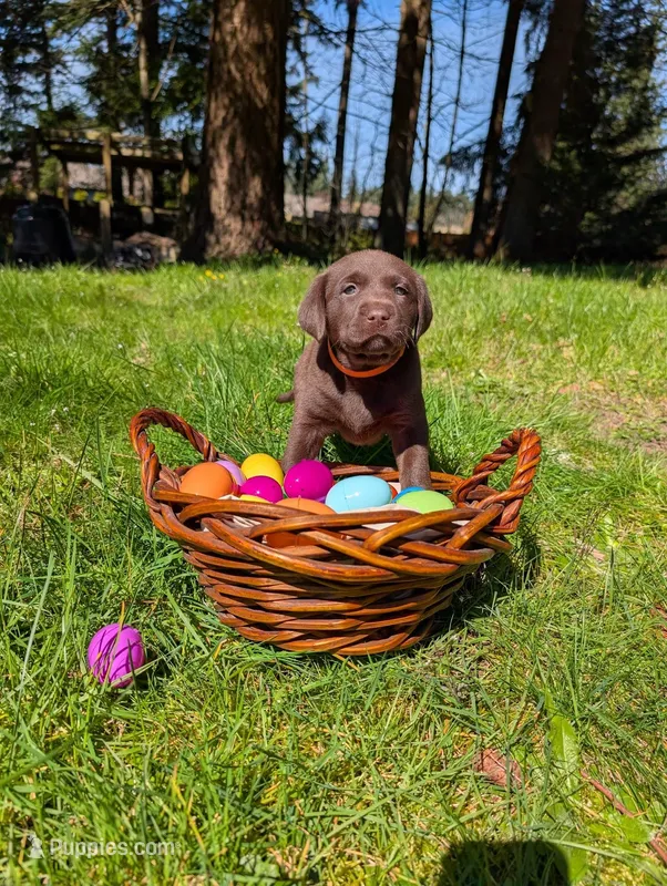 Orange Collar – Labrador Retriever puppy for sale in Sammamish, WA