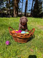 Orange Collar, a female Labrador Retriever for sale in Sammamish, WA – Photo 1 of 4