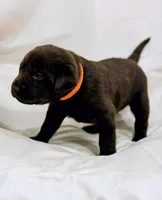 Orange Collar, a female Labrador Retriever for sale in Sammamish, WA – Photo 4 of 4