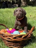 Orange Collar, a female Labrador Retriever for sale in Sammamish, WA – Photo 3 of 4