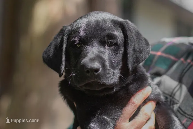 Yellow Collar – Labrador Retriever puppy for sale in Sammamish, WA