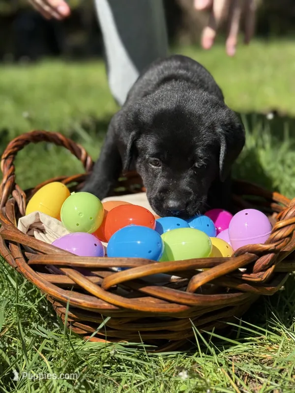 Yellow Collar – Labrador Retriever puppy for sale in Sammamish, WA