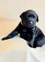 Yellow Collar, a male Labrador Retriever for sale in Sammamish, WA – Photo 5 of 6