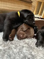 Yellow Collar, a male Labrador Retriever for sale in Sammamish, WA – Photo 4 of 6