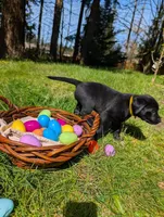 Yellow Collar, a male Labrador Retriever for sale in Sammamish, WA – Photo 3 of 6