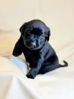 Yellow Collar, a male Labrador Retriever for sale in Sammamish, WA – Photo 6 of 6